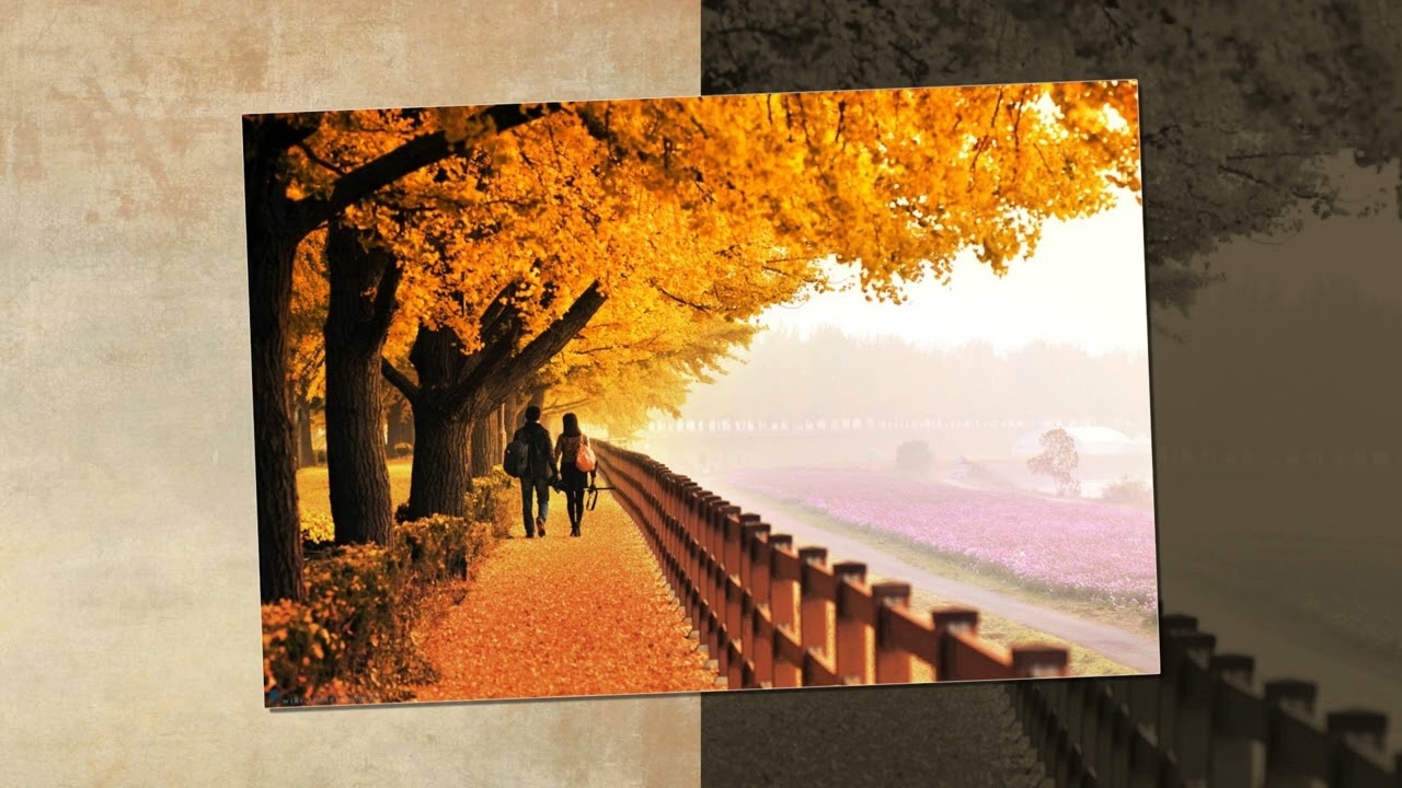 Lệ Hoa | Lá Đổ Muôn Chiều | ST. Đoàn Chuẩn & Từ Linh