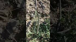 badem bahçesi yeni kurulum ilk sürgünler