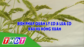 Biện pháp quản lý cỏ và lúa cỏ đầu vụ Đông Xuân | Syngenta Thông tin nông nghiệp - 29/10/2023 | THDT
