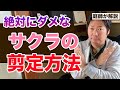 桜を剪定する時には絶対に注意しなければいけない事についての話【庭師が解説】