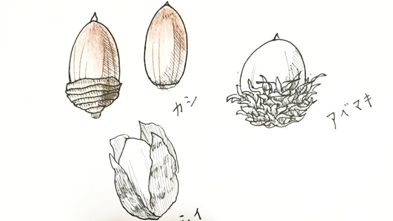 Acorn How To Draw A Pen Picture In 9 Minutes Youtube