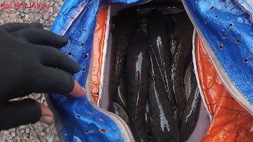 Câu cá lóc lũ Tam Nông Đồng Tháp cá ăn liên tục quá nhiều cá #15 |ngô bình fishing|