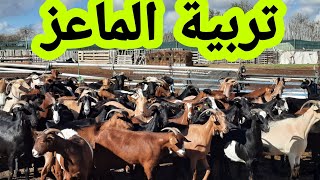 اخيرا بعد طول انتظار احضرنا الماعز