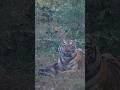 Tiger With Sambar Deer Kill Wildlife Tiger Bigcats Tigers Photography Tadobanationalpark Yt Tiger With Sambar Deer Kill Wildlife Tiger Bigcats Tigers Photography Tadobanationalpark Yt