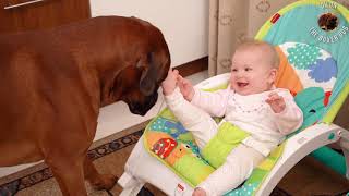 Boxer dog is playing peek-a-boo with a baby