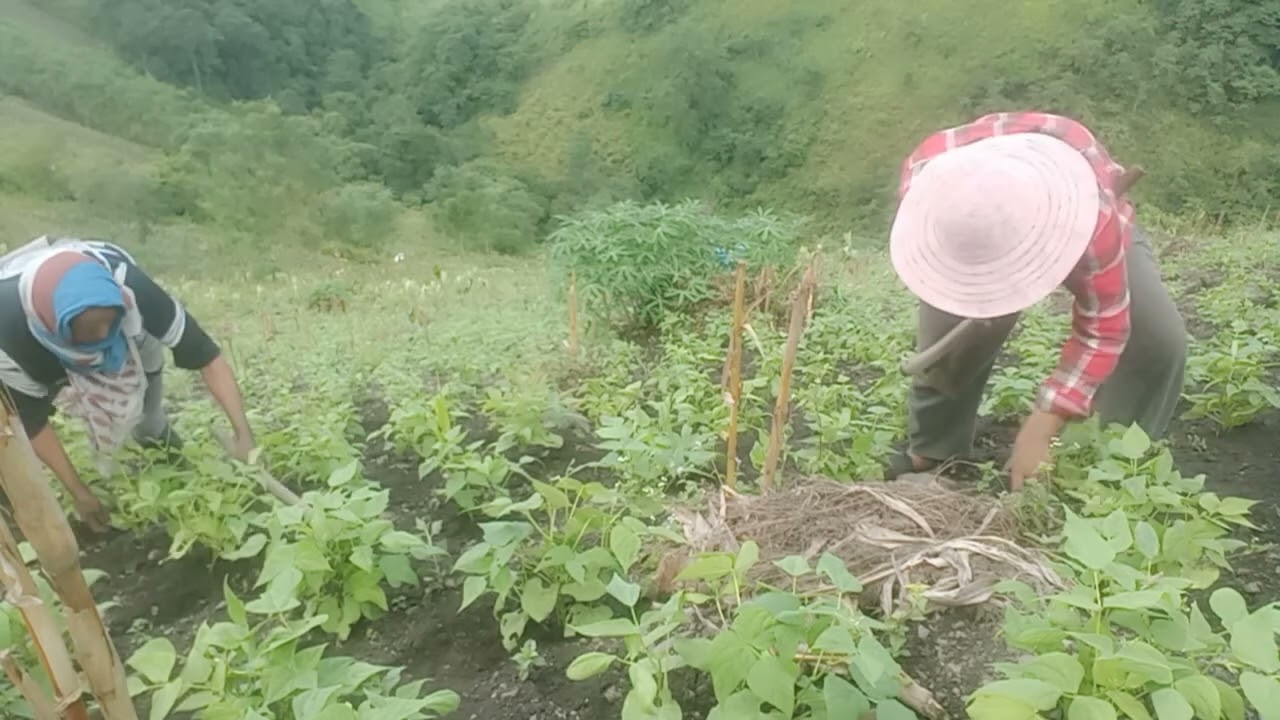 To helping my sis, beans field to cleaning in rainy day, we are lots of enjoying. 😀😀😀