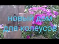 Этажерка для колеусов