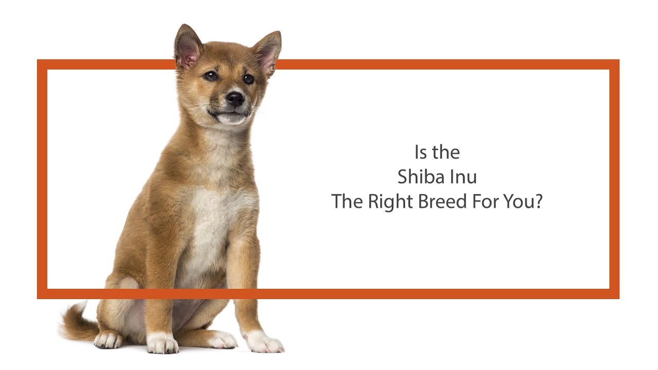 Everything Puppies Shiba Inu Breed Information 2019