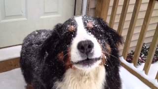 Bernese Mountain Dog Enjoys Snow Storm Snowstorm NH 2/5/2014