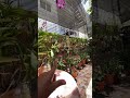 las orquideas no les favorece la oscuridad #plantas #orchid