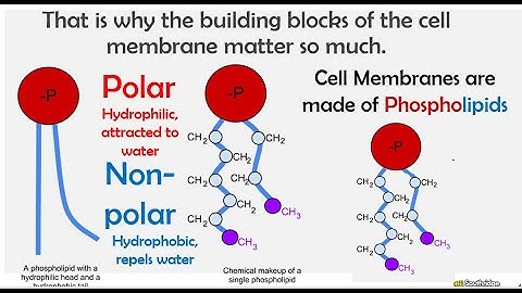 The Plasma Membrane AP Biology 2.4 & 2.5