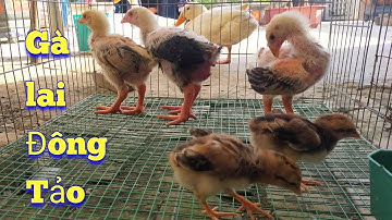 Mua Thêm Thú Cưng Về Nuôi Làm Bạn Với Gà Con / Quế Nghịch