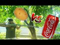 Картофельная пушка против кока колы Coca Cola