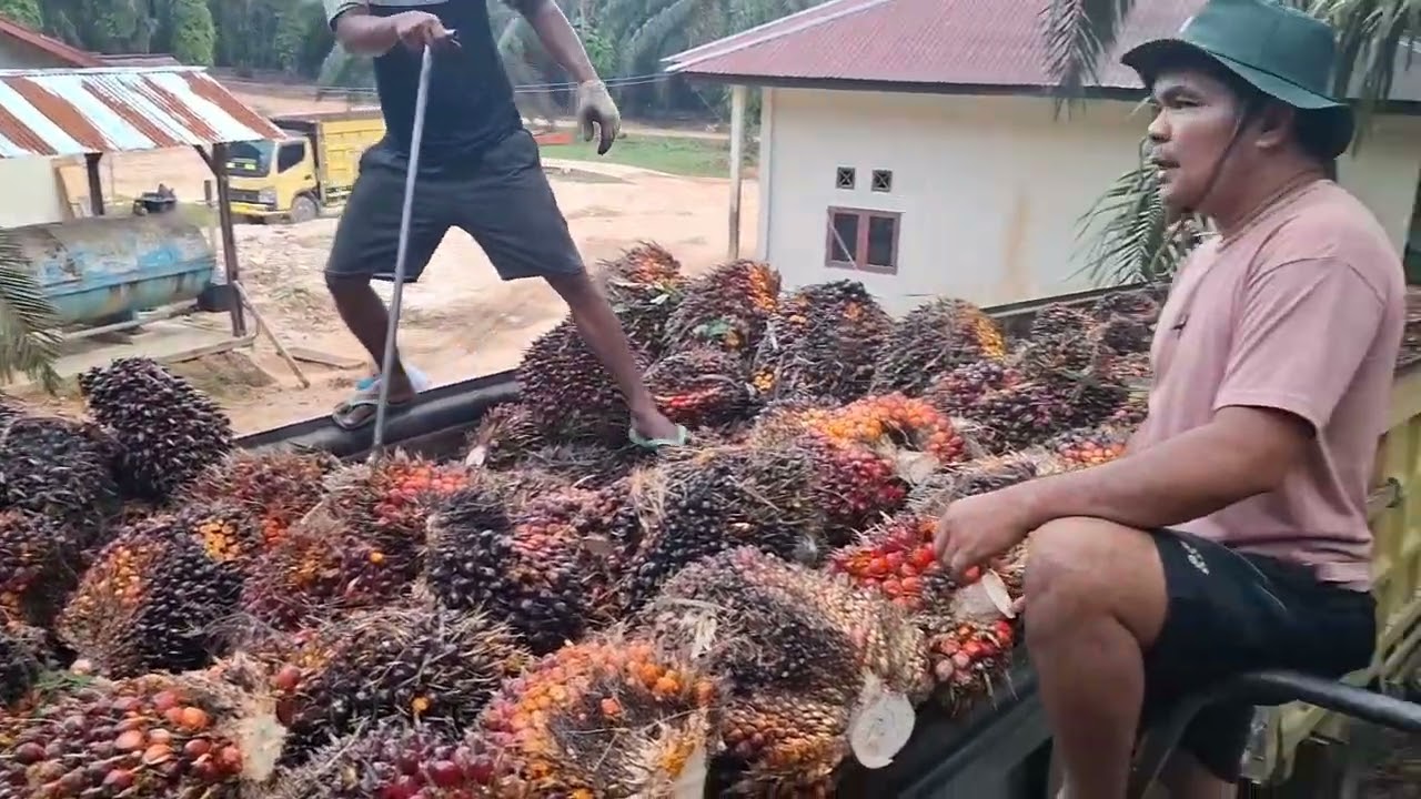 Canter super HDX muatan sawit pul