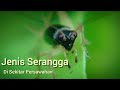 Merekam Jenis  Serangga  Di Sekitar Persawahan