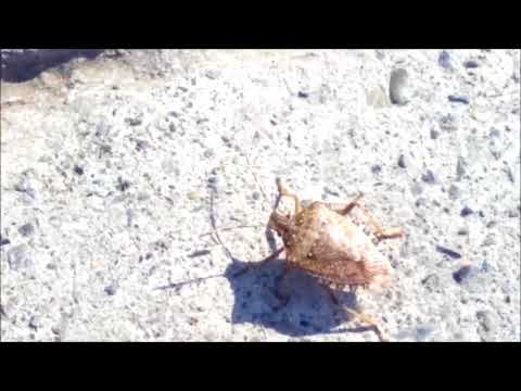 ფაროსანა.