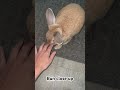 Just melts my heart #bunnylife #bunnyantics #rabbitworld #viralrabbit #rabbitsofyoutube