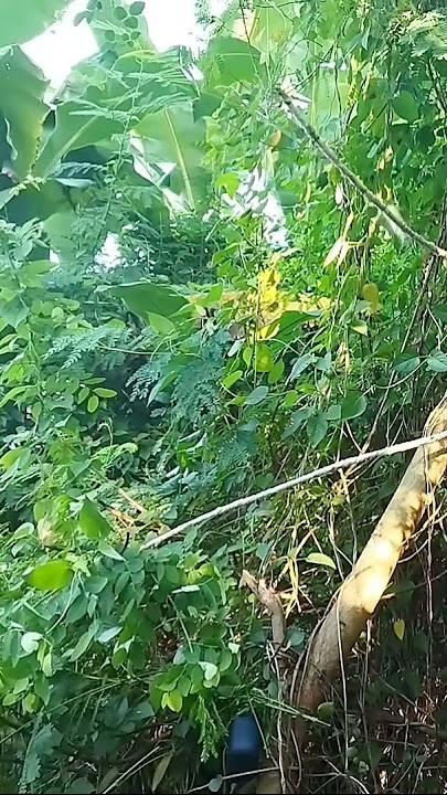 pikat burung remetuk laut di pesisir laut