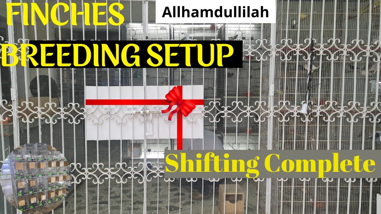 Breeding And Escalating Setup photo