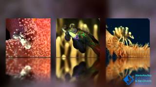 Manta Ray Bay Resort presents Macro Diving in Yap
