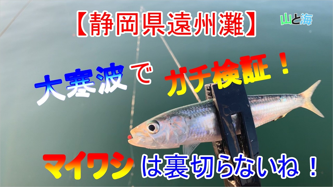 【真冬検証】【遠州灘堤防】大寒波サビキ釣りで、マイワシを狙った結果...1月下旬釣行