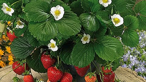 Comment planter les plants de fraisiers ?