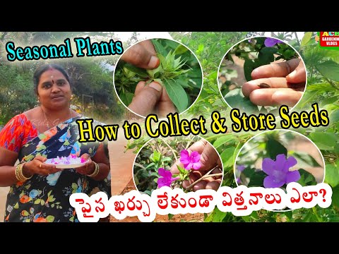 How to collect seeds from your garden | పైసా ఖర్చు లేకుండా విత్తనాలు ఎలా...??  Seasonal Gardening