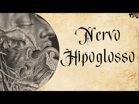 Nervo Hipoglosso (Prof. Eduardo Beber) - Anatomia/UFES