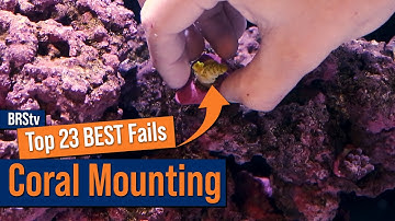 Adding New Corals To Your Reef Tank? Avoid These Mistakes At All Costs!