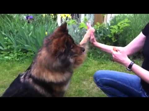 Marcus the Eurasier Dog | Doovi Marcus the Eurasier Dog | Doovi