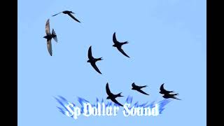 Sp | Dollar Sound #walet #rbw