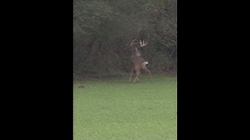 Buck Making A Scrape