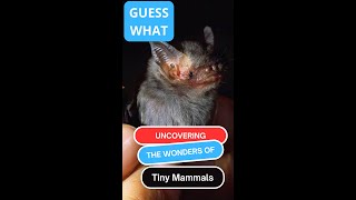Uncovering the Wonders of Tiny Mammals: 7 Eye-Opening Facts