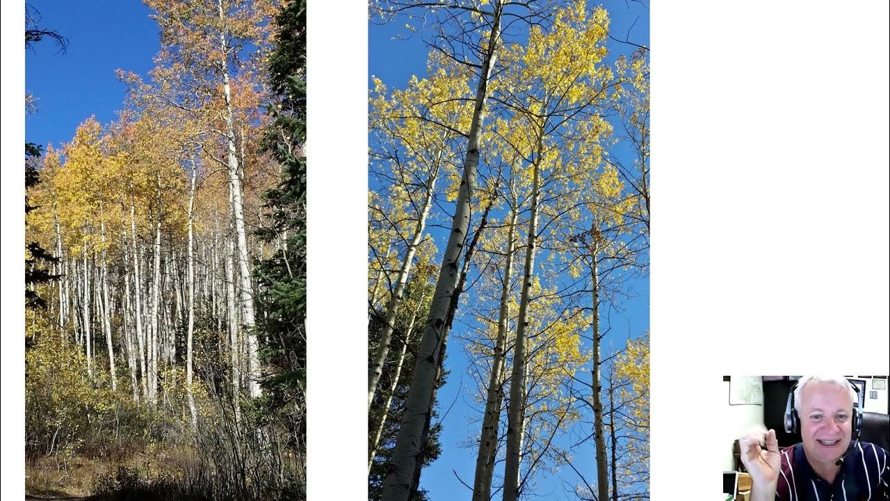 Why do trembling aspen leaves tremble? Leaf flutter in Populus
