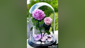 (قُلِ اللَّهُمَّ مَالِكَ الْمُلْكِ) تلاوة ممتعة للقارئ إسلام صبحي