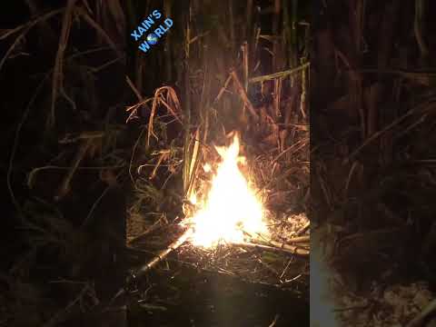 Exploding Bamboo What Happens When Bamboo Goes On Fire