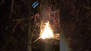 Exploding bamboo!!! Have you ever seen bamboo explode? #fire #explosion #bamboo #plants #burning