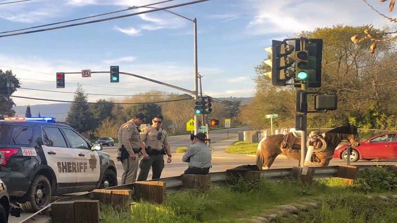 California Man arrested for riding horse while drunk - YouTube