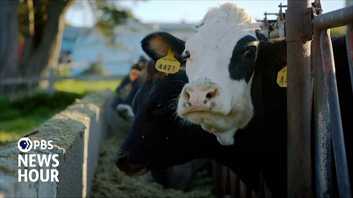 Farmers turn to seaweed in attempt to reduce methane emissions from livestock