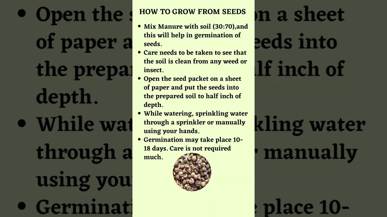 GROW AMAZING PLANT AT HOME SOLANUM TORVUM | BHANKATIYA | EGGPLANT KUDANEKAY \ ISUNDAIK KAICHUNDA