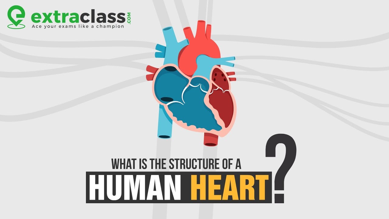 Structure of Human Heart Anatomy of Heart Biology YouTube