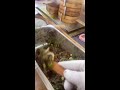 POV Cooking | Xiao Long Bao Wrapping &amp; Vendor Workflow | Real-Time Snack Livestream