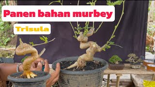Download Lagu Bahan murbey trisula  MP3 Download Lagu Bahan murbey trisula  MP3