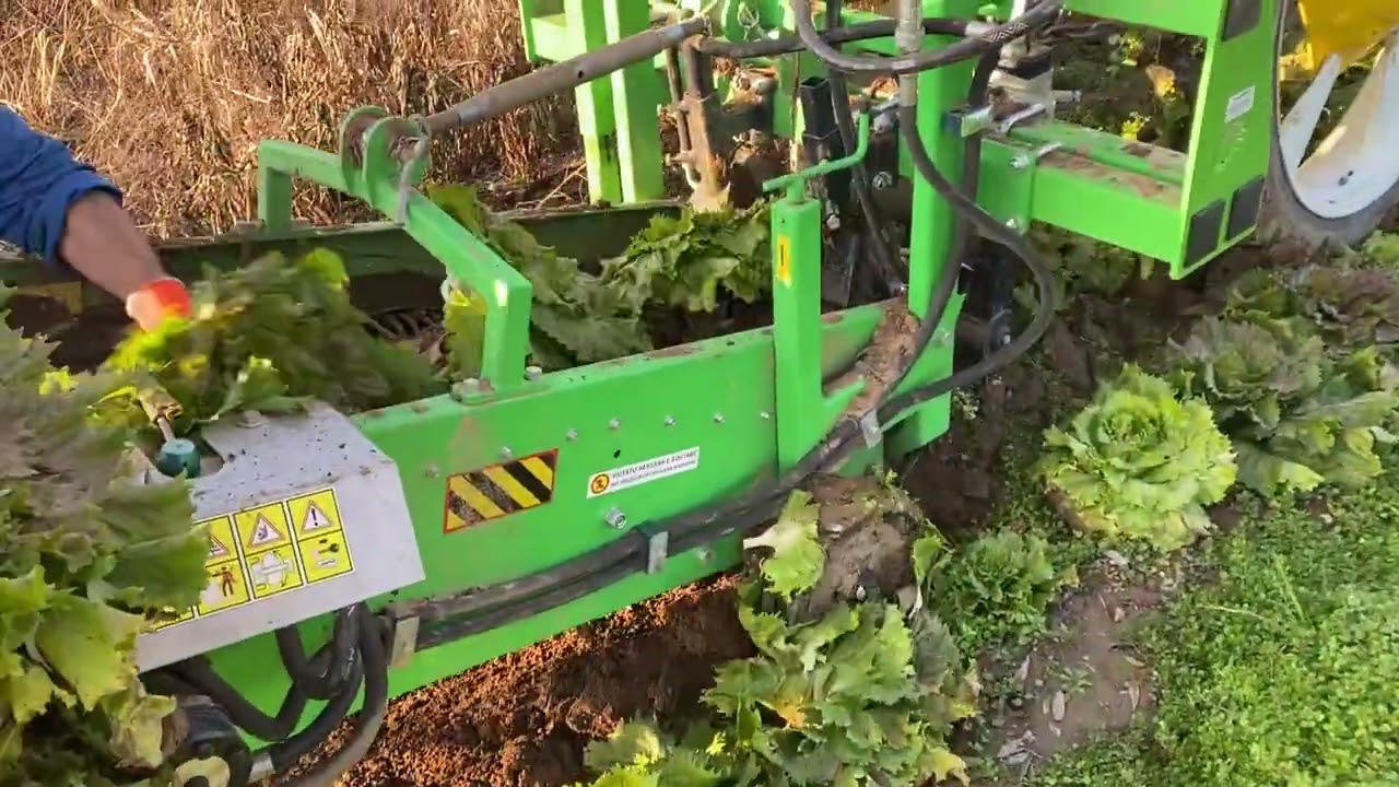 Scava ortaggi CARTOF - raccolta radicchio di Castelfranco Veneto