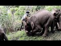 ช้าง..!! เลี้ยงช้างในป่า..!! ep.3 Elephant