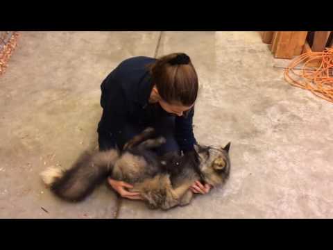 Fox Melts Into