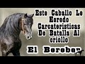 El Criollo Mexicano Epi.1 (Herencia del Bereber) 🐴-Del Cerro Soy