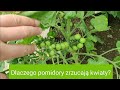 Dlaczego pomidory zrzucają kwiaty?