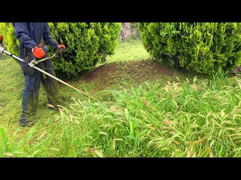 Mowing a Wet yard! | Satisfying Lawn Mowing