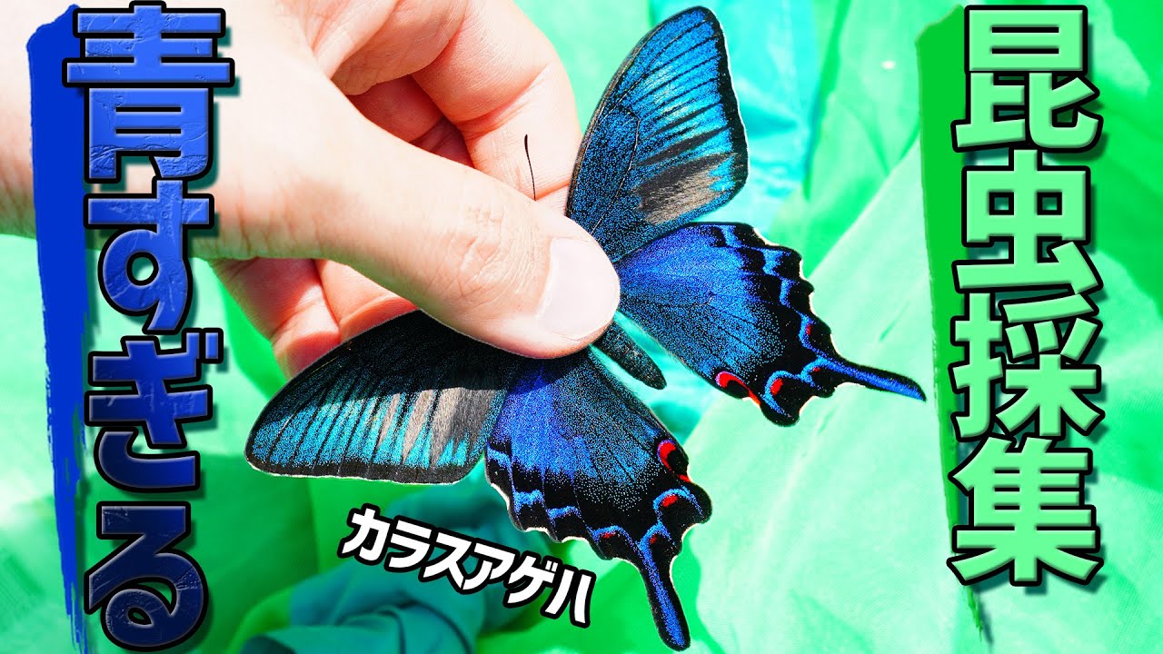 The Beautiful Japanes Bule peacock butterfly - YouTube